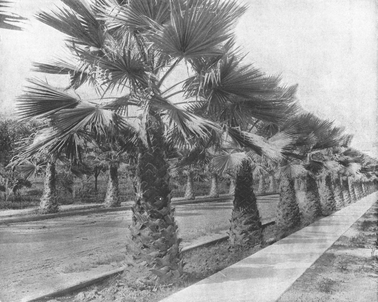 A Palm Avenue w Los Angeles, Kalifornia, USA, ok. 1900. autorstwa Unbekannt