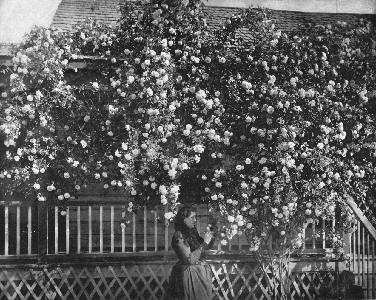Dom na tle róży, Południowa Kalifornia, USA, ok. 1900 r. autorstwa Unbekannt