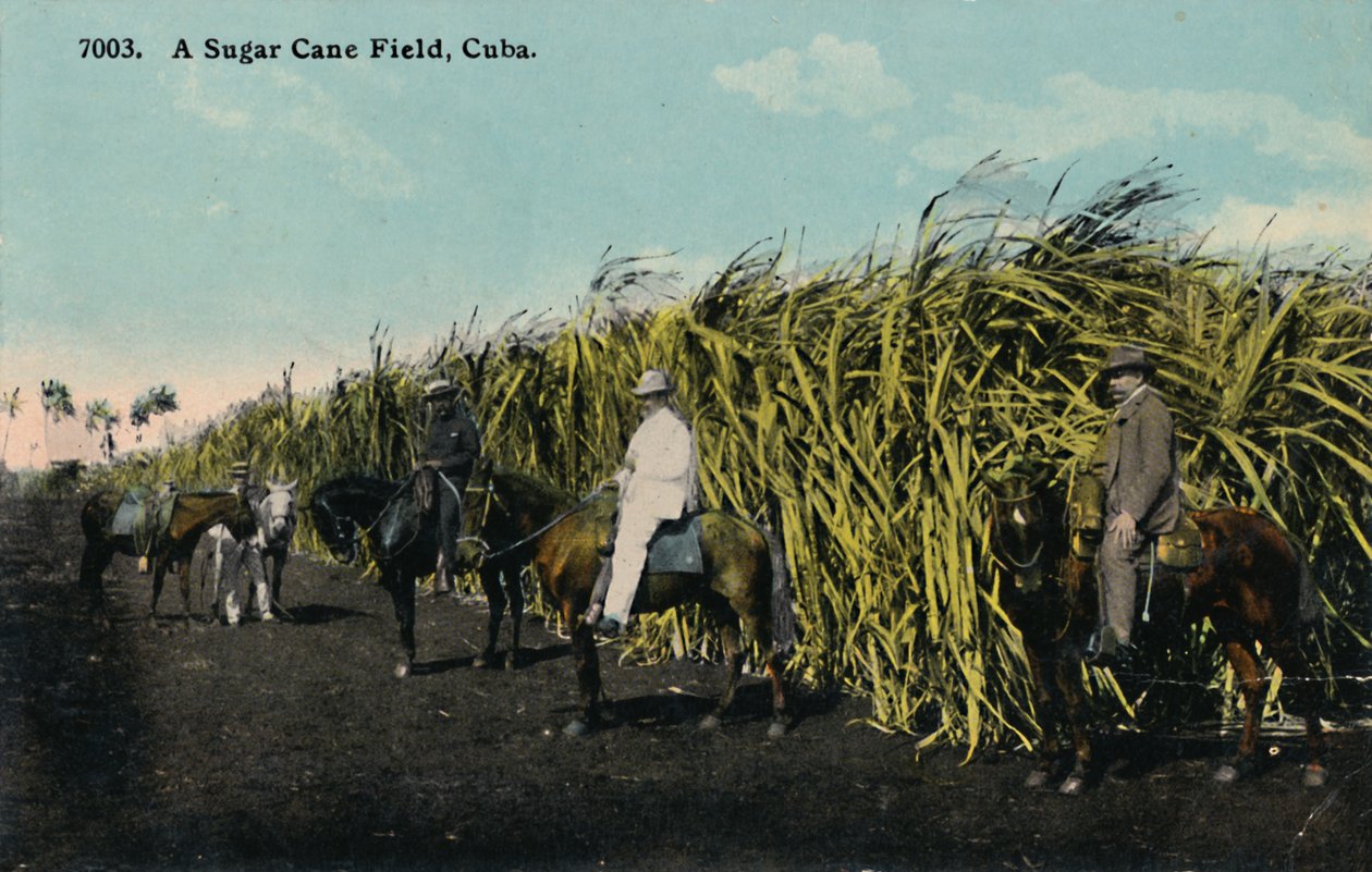 Pole trzciny cukrowej, Kuba, 1912. autorstwa Unbekannt