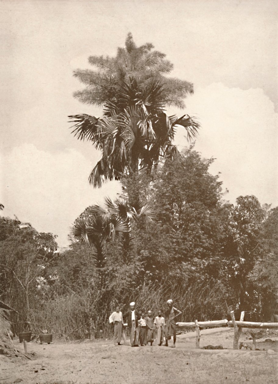 Kwitnąca palma talipot, 1900. autorstwa Unbekannt