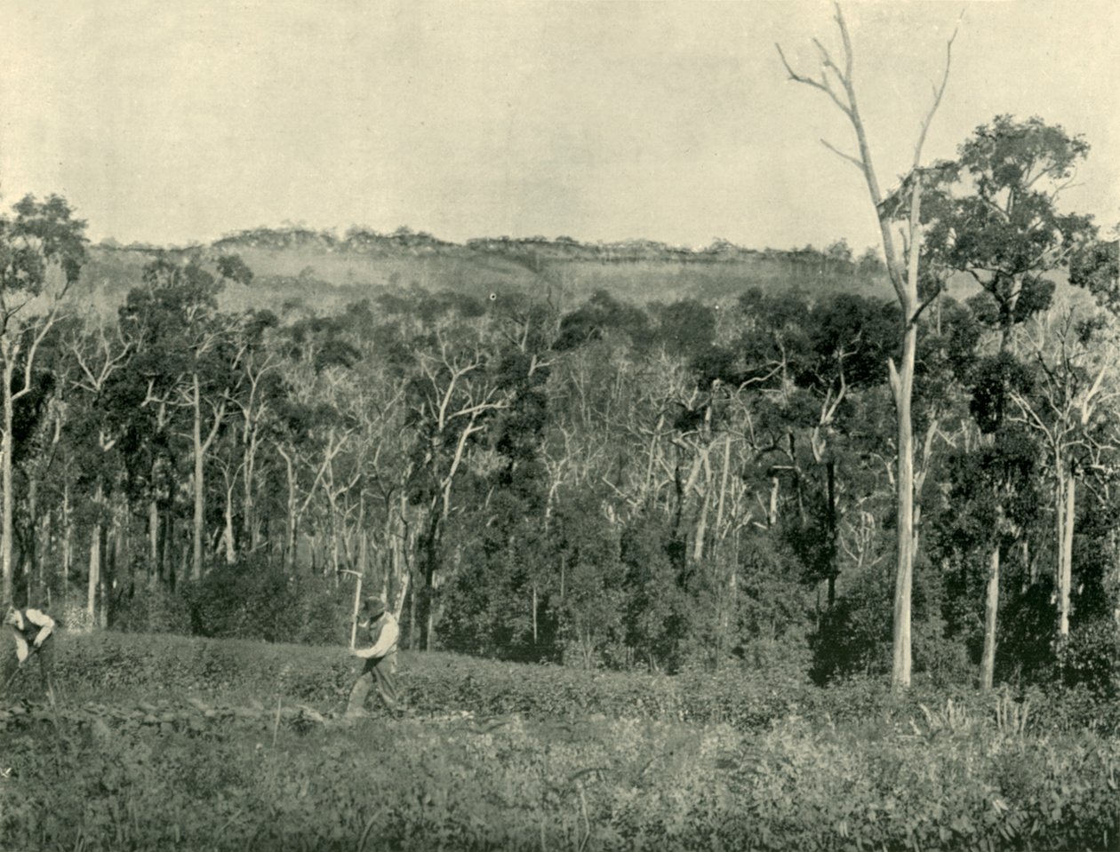 Wiktoriańska górska farma, 1901. autorstwa Unbekannt