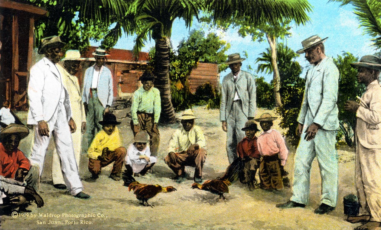 Walka kogutów, Portoryko, 1909 autorstwa Unbekannt