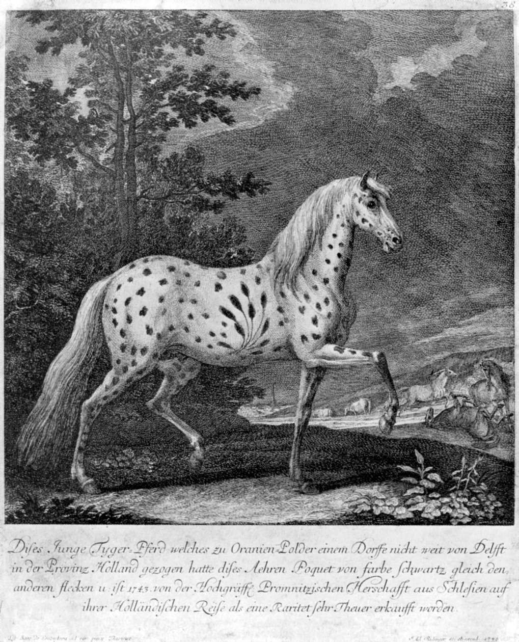 Kolor freak, Niemcy, 1722 1938 autorstwa Unbekannt