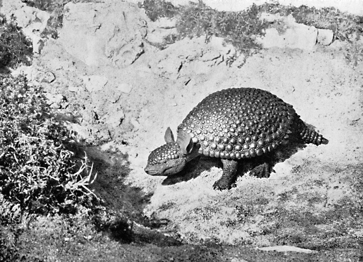 Glyptodon, XX wiek autorstwa Unbekannt