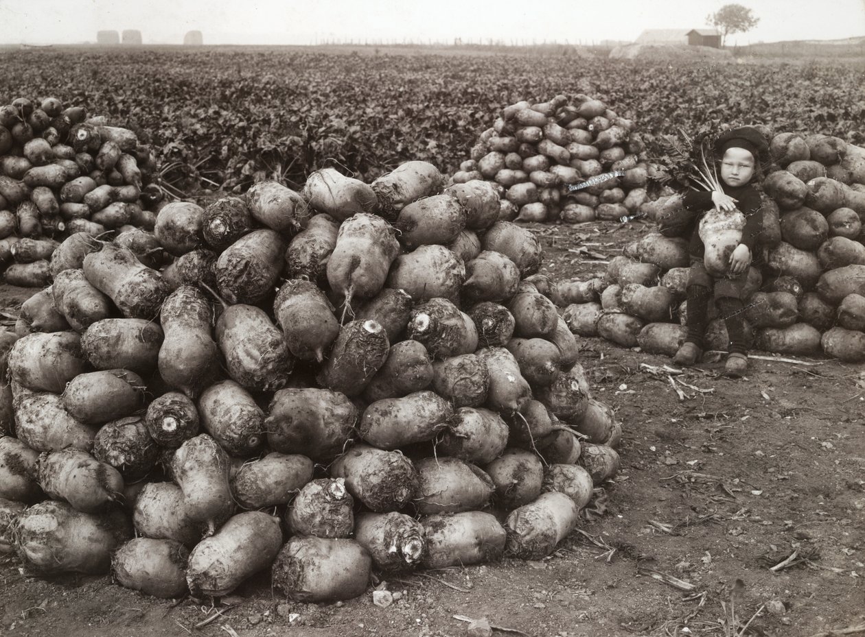 Mała dziewczynka ze stosami zebranej rzepy, niedaleko Landskrony, Szwecja, 1910 autorstwa Unbekannt