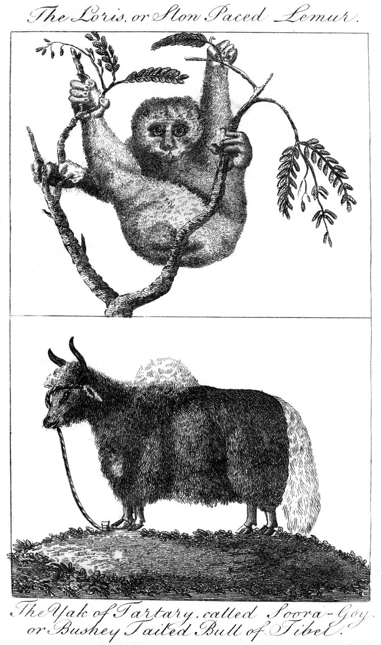 Lorys i jak, 1799 autorstwa Unbekannt