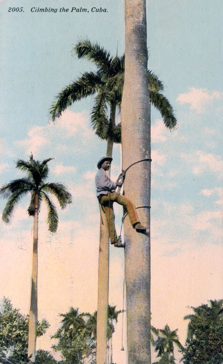 Mężczyzna wspinający się na palmę, Kuba, 1911 autorstwa Unbekannt
