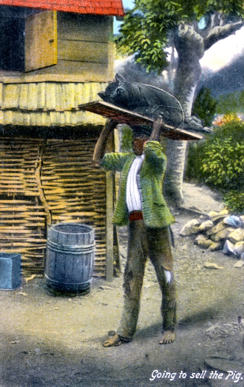 Mężczyzna w drodze na targ, żeby sprzedać świnię, Jamajka, ok. 1900 autorstwa Unbekannt
