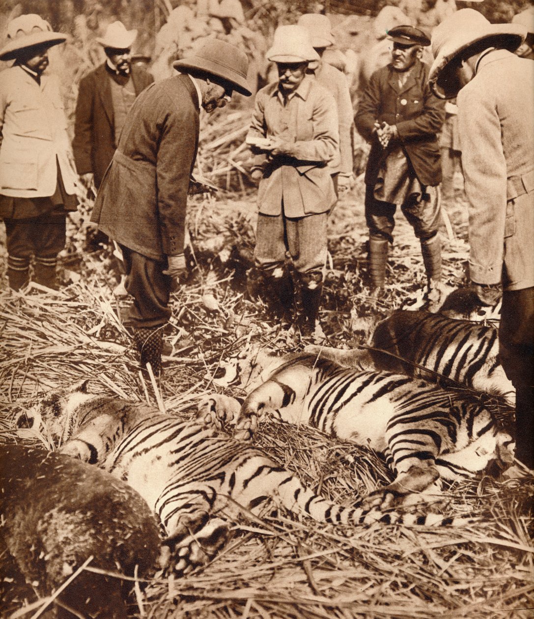 Królewska torba tygrysów, 1911 1935. autorstwa Unbekannt