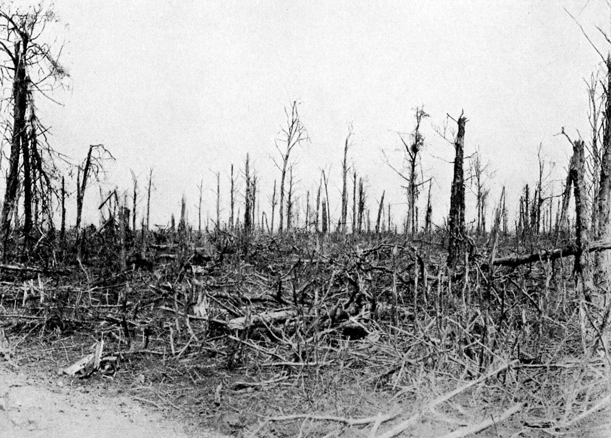 Las w rejonie Sommy, Francja, 1916, ok. 1920 autorstwa Unbekannt