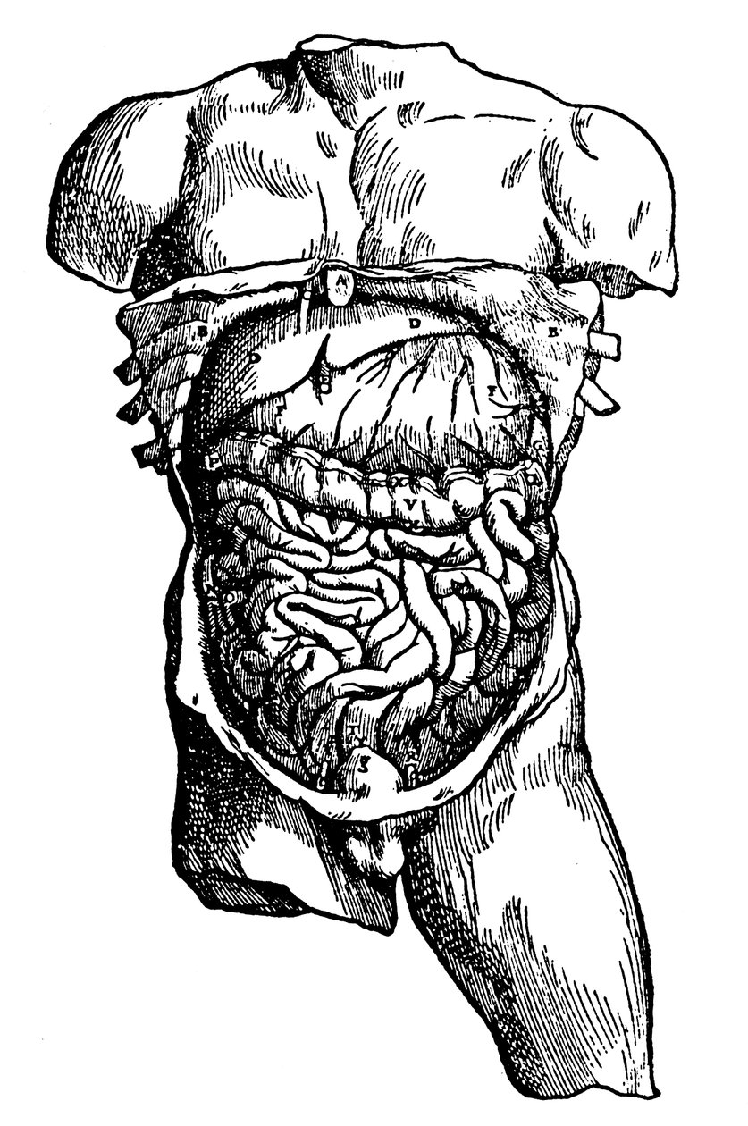 Jama brzuszna i jej zawartość, 1543 autorstwa Unbekannt