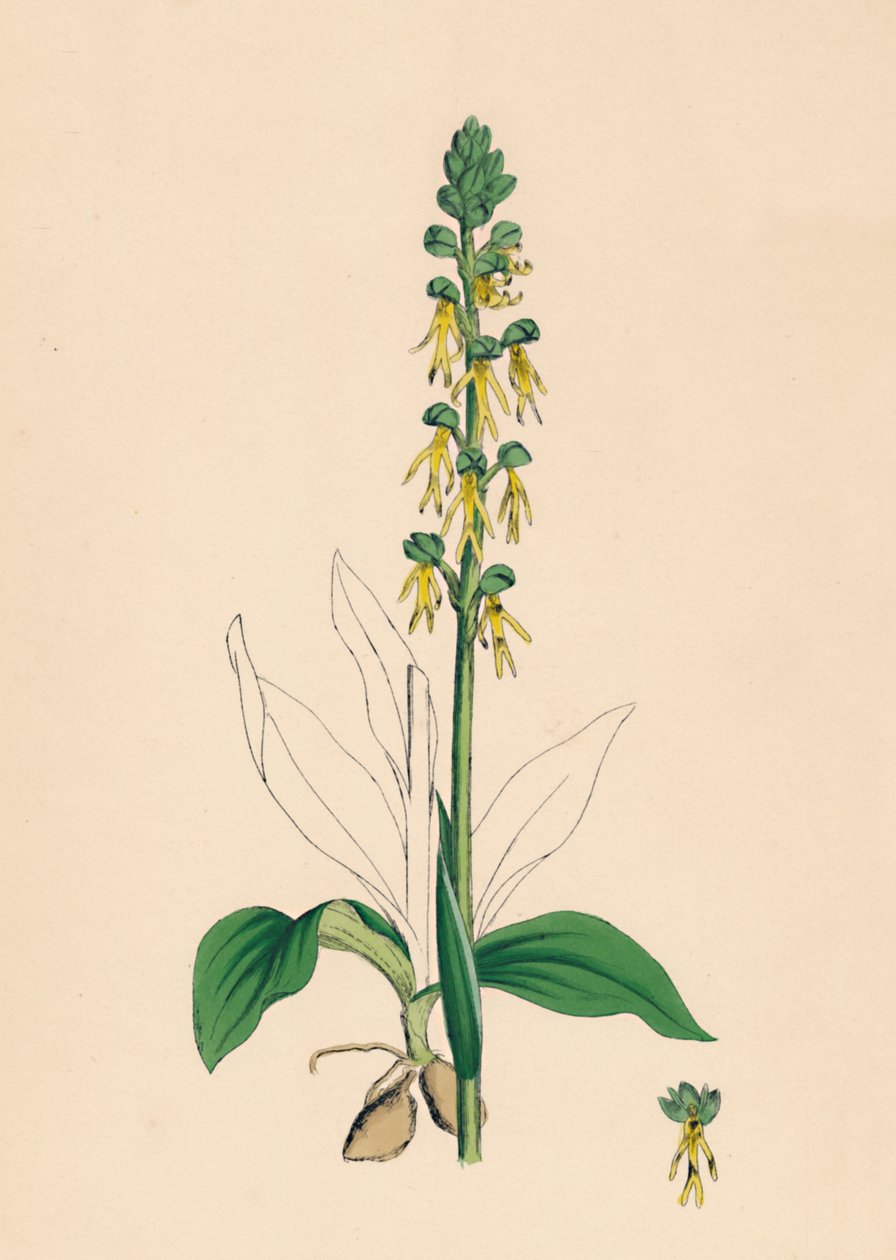 Aceras anthropophora. Człowiek Orchis, XIX w. autorstwa Unbekannt