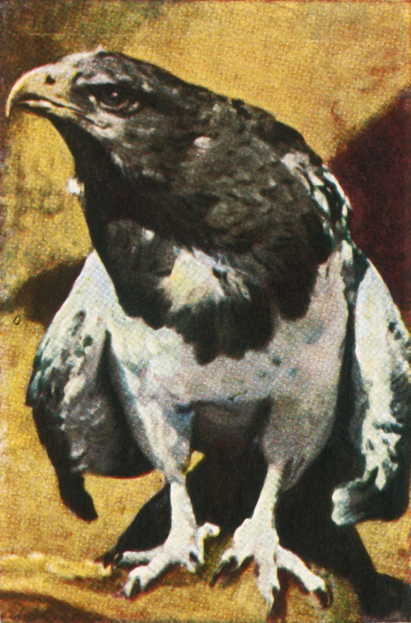 Igła dla dorosłych, c1928. autorstwa Unbekannt
