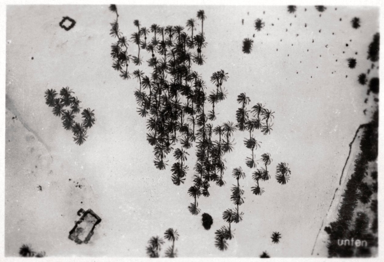 Widok z lotu ptaka cieni palm na arabskiej pustyni, z Zeppelina, 1931 1933 autorstwa Unbekannt