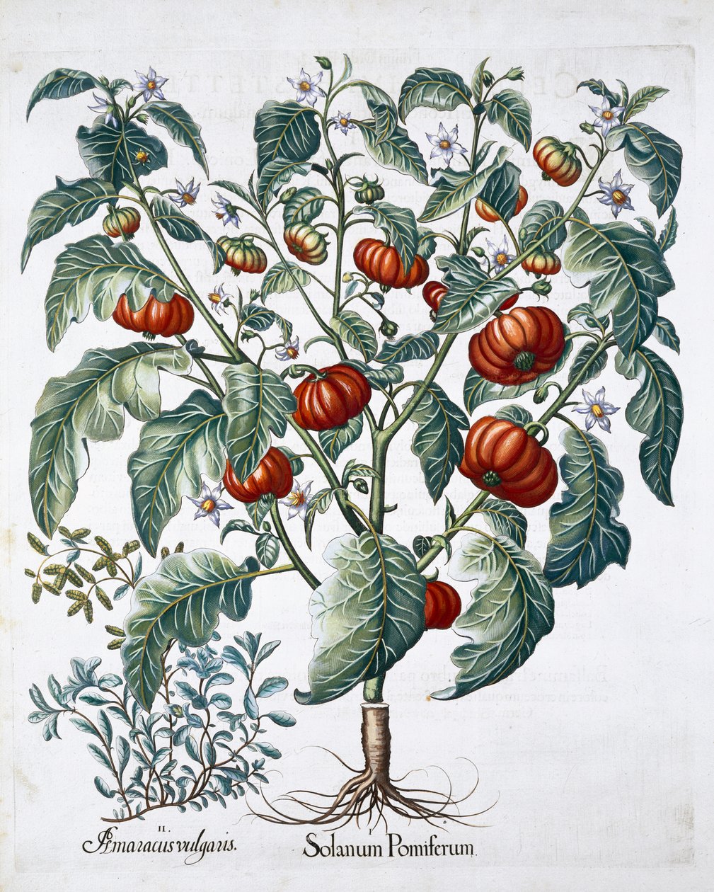 Afrykańskie rośliny pomidora i majeranku, 1613 autorstwa Unbekannt