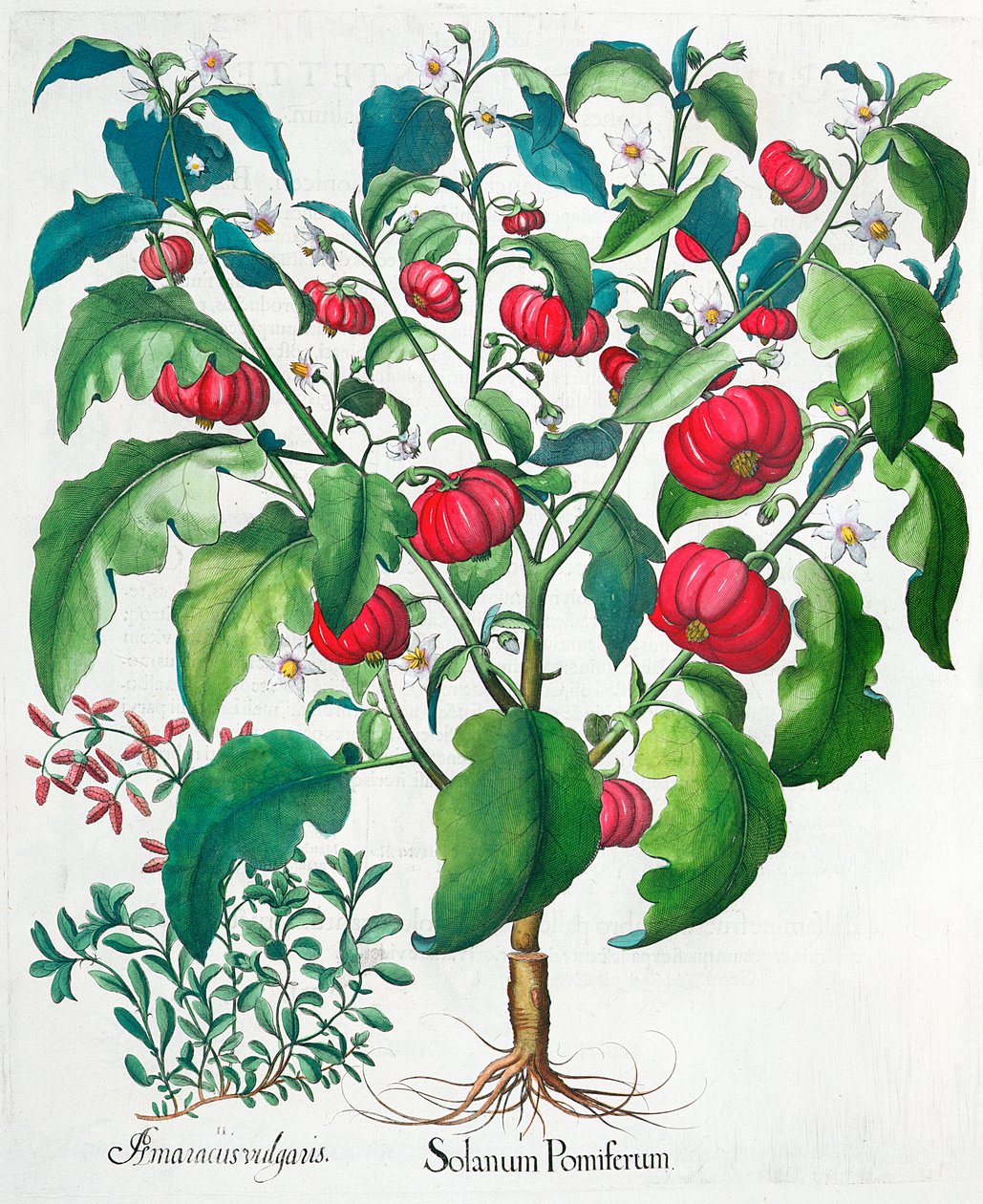 Afrykańskie rośliny pomidora i majeranku, 1613 autorstwa Unbekannt