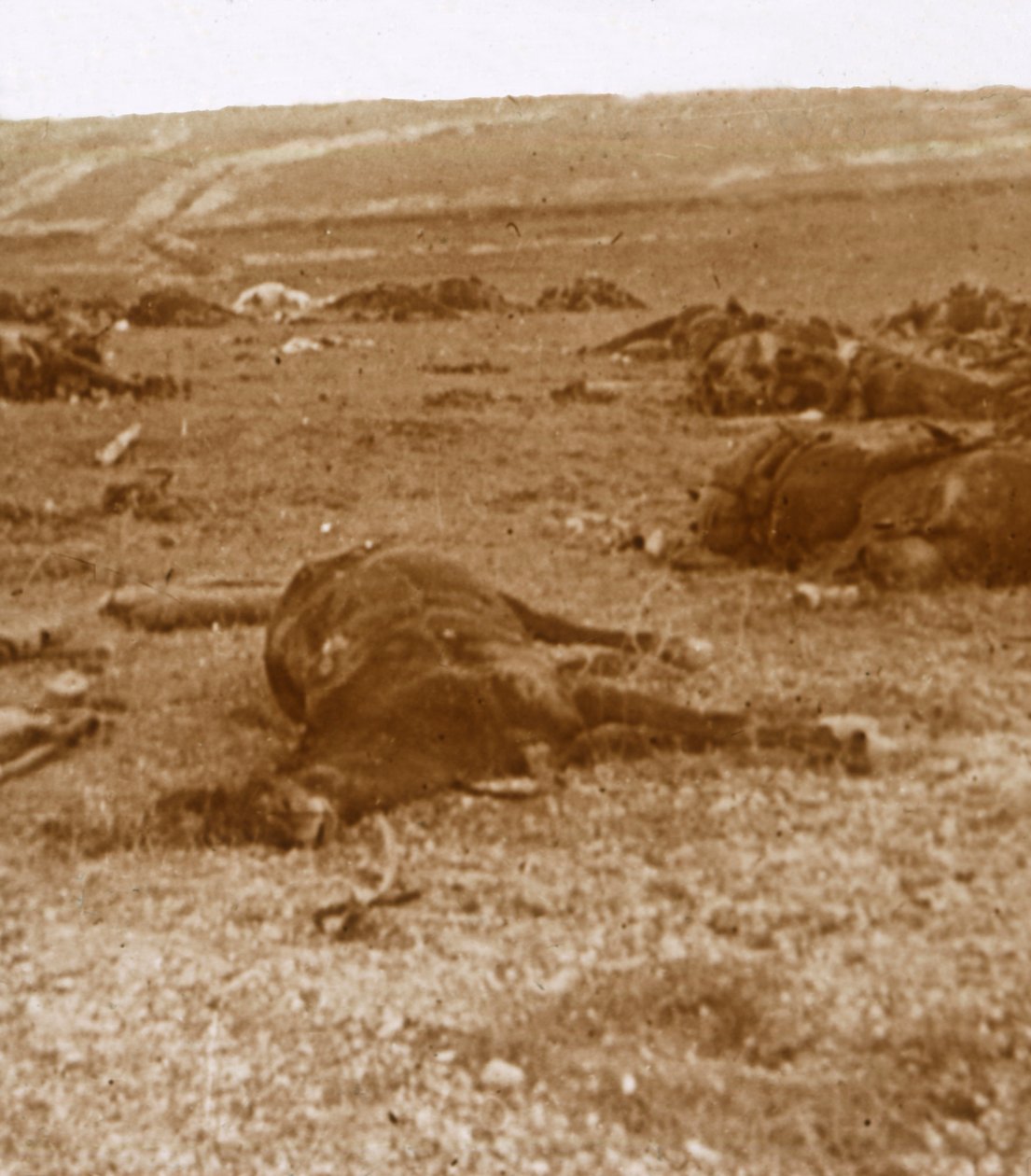 Po szarży Beauséjour, północna Francja, c1914-c1918 autorstwa Unbekannt