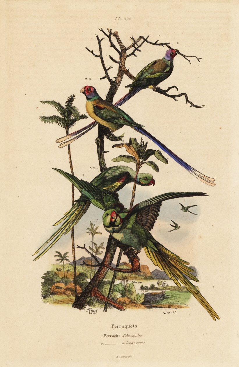 papuga długoogonowa , papuga długoogonowa , papuga długoogonowa , papuga długoogonowa , papuga długoogonowa , papuga długoogonowa autorstwa Unbekannt