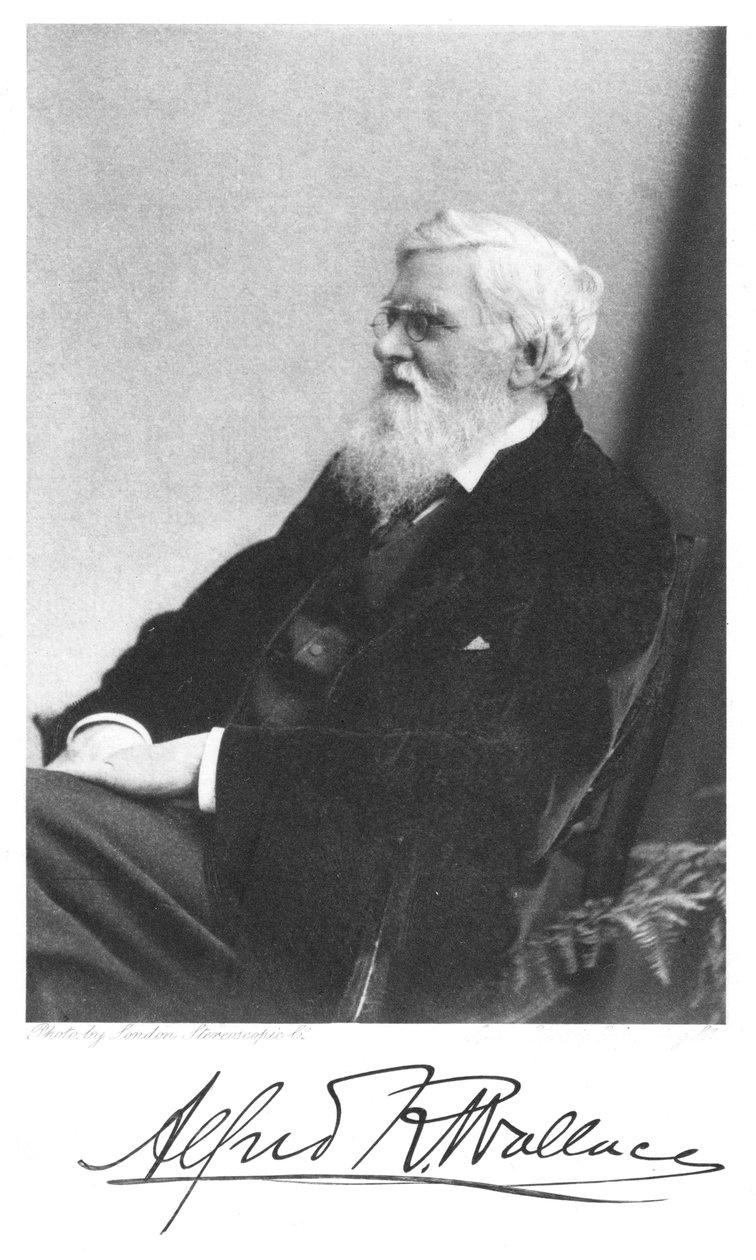 Alfred Russell Wallace, urodzony w Walii brytyjski przyrodnik, ok. 1900 autorstwa Unbekannt