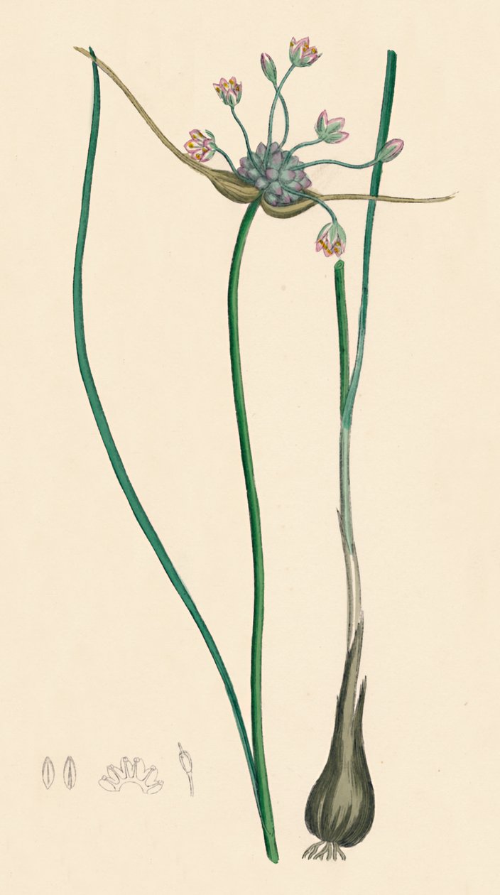 Allium oleraceum var. prawdziwy. Czosnek polny, odm. a, XIX wiek autorstwa Unbekannt
