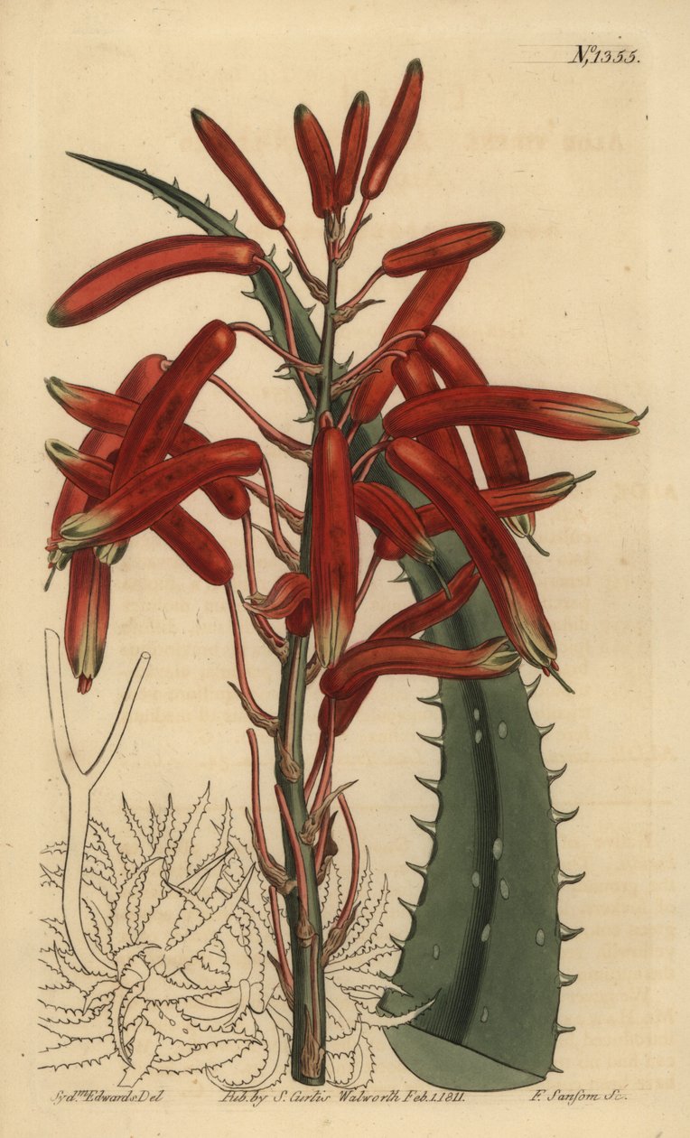 Niski Aloes (Aloes Jabłkowo-Zielony, Zielony Aloes) autorstwa Unbekannt