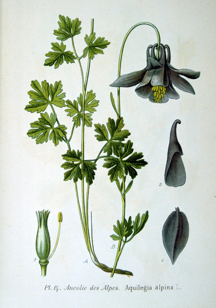 Orlik alpejski, 1893 autorstwa Unbekannt