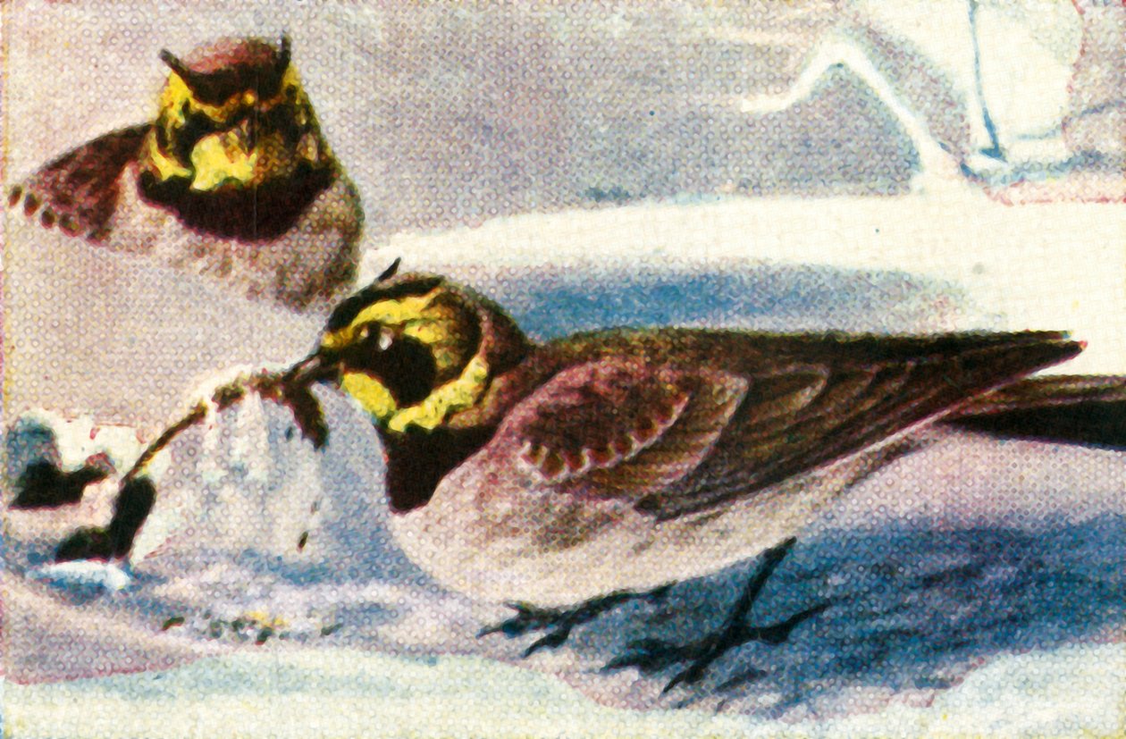 Skowronki alpejskie, ok. 1928 r. autorstwa Unbekannt