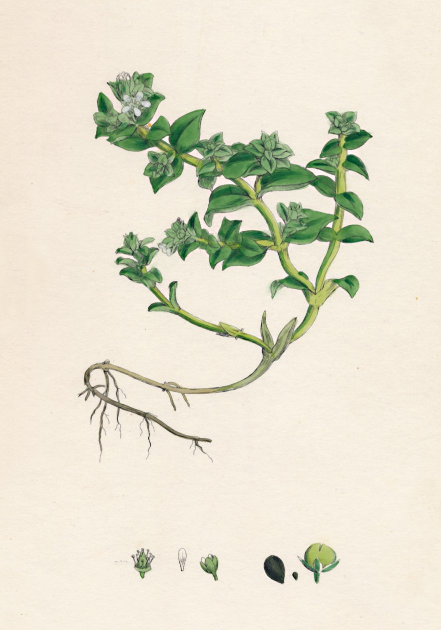 Peploidy alsyńskie. Portulaka morska, XIX w. autorstwa Unbekannt