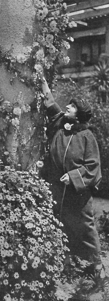 Amelita Galli-Curci - Wielka diwa zbierająca róże, jej ulubione kwiaty, ok. 1925 r. autorstwa Unbekannt