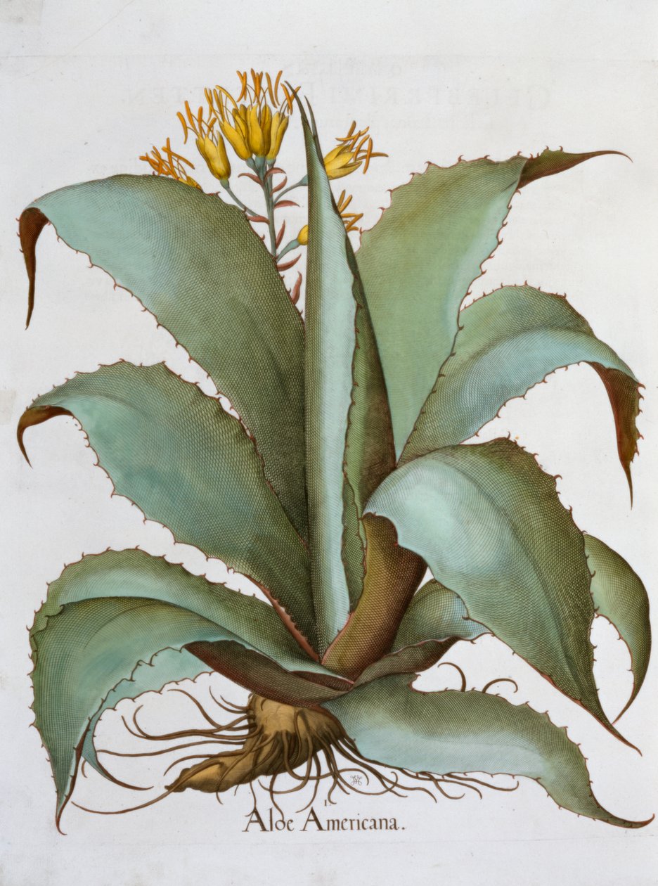 Amerykański Aloes Aloes Americana, 1613 autorstwa Unbekannt
