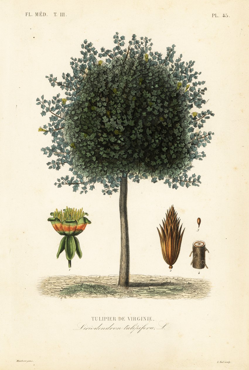 Tulipanowiec amerykański lub tulipanowiec, Liriodendron tulipifera, Tulipier de Virginie autorstwa Unbekannt