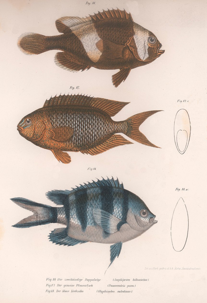 Amphiprion bifasciatus. Pomacentris pavo. Glyphisodo, ok. 1850 autorstwa Unbekannt