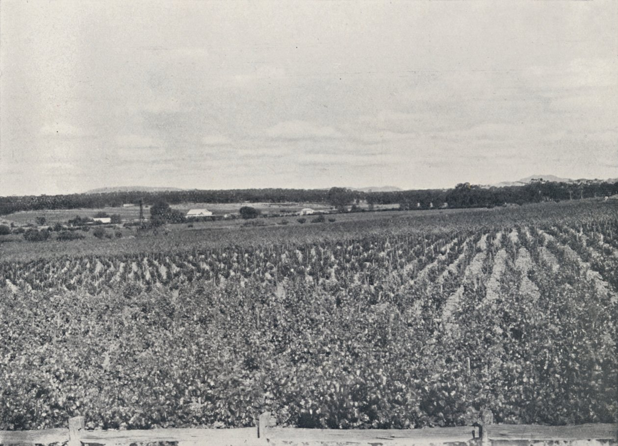 Australijska winnica, 1923. autorstwa Unbekannt