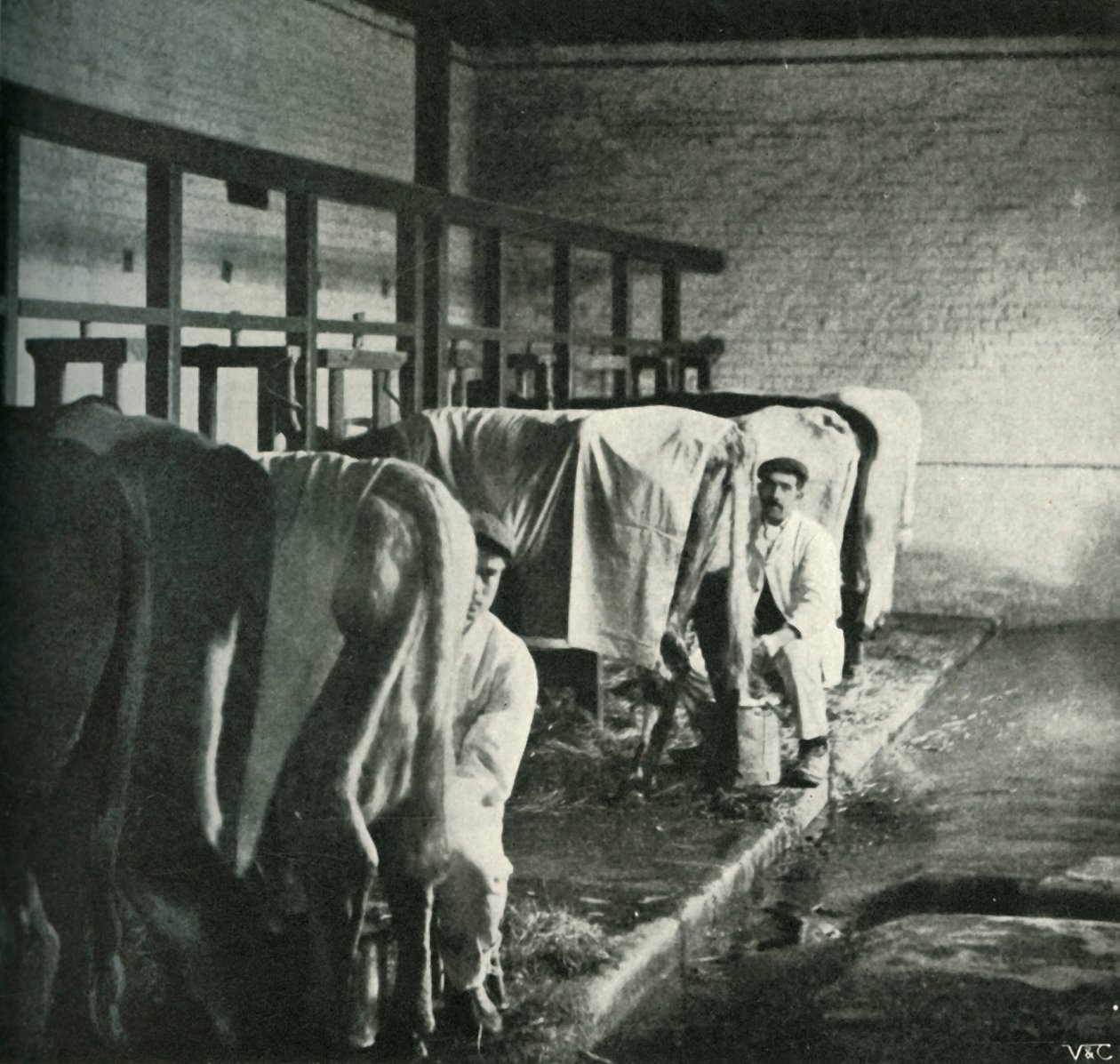 Nowoczesna szopa udojowa na farmie Walker-Gordon, 1902. autorstwa Unbekannt