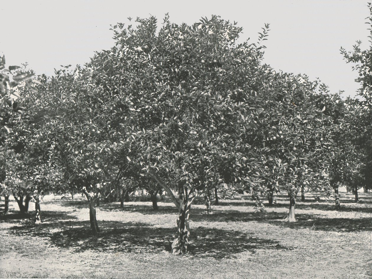 Gaj pomarańczowy w pobliżu miasta, St Augustine, USA, 1895. autorstwa Unbekannt