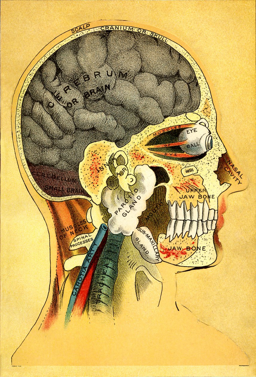 Wykres anatomiczny, głowa 1905 autorstwa Unbekannt