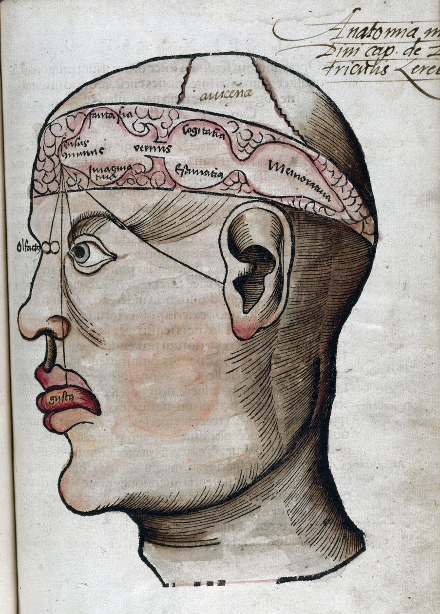Anatomia XVI wieku: wycinek mózgu do badania lokalizacji różnych funkcji mózgu i narządów głowy, które są z nimi połączone autorstwa Unbekannt