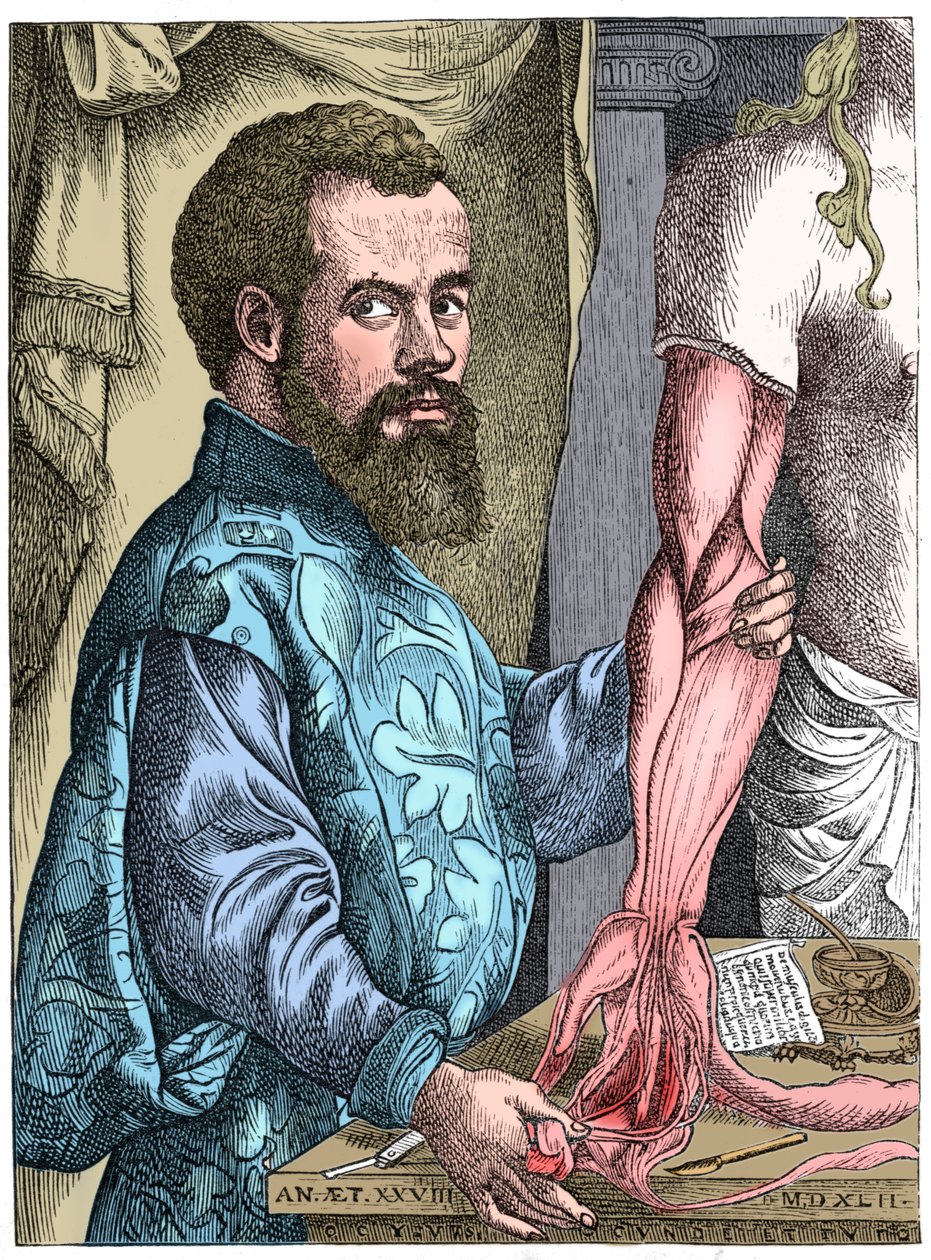 Andreas Vesalius, XVI-wieczny anatom flamandzki autorstwa Unbekannt