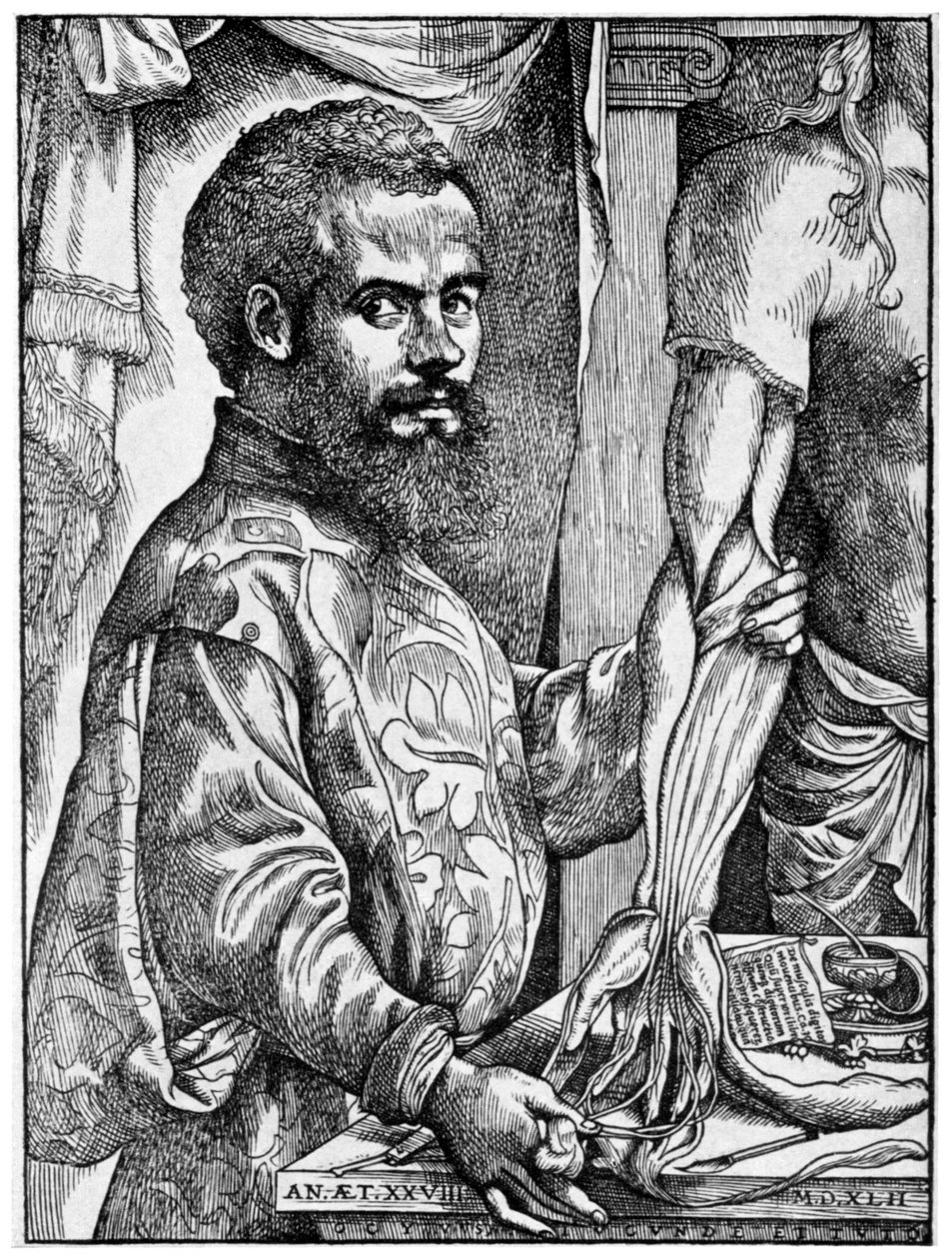 Andreas Vesalius, XVI-wieczny anatom flamandzki, 1954 autorstwa Unbekannt