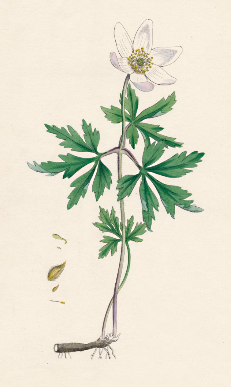 Anemone nemorosa. Zawilec drzewny, XIX w. autorstwa Unbekannt