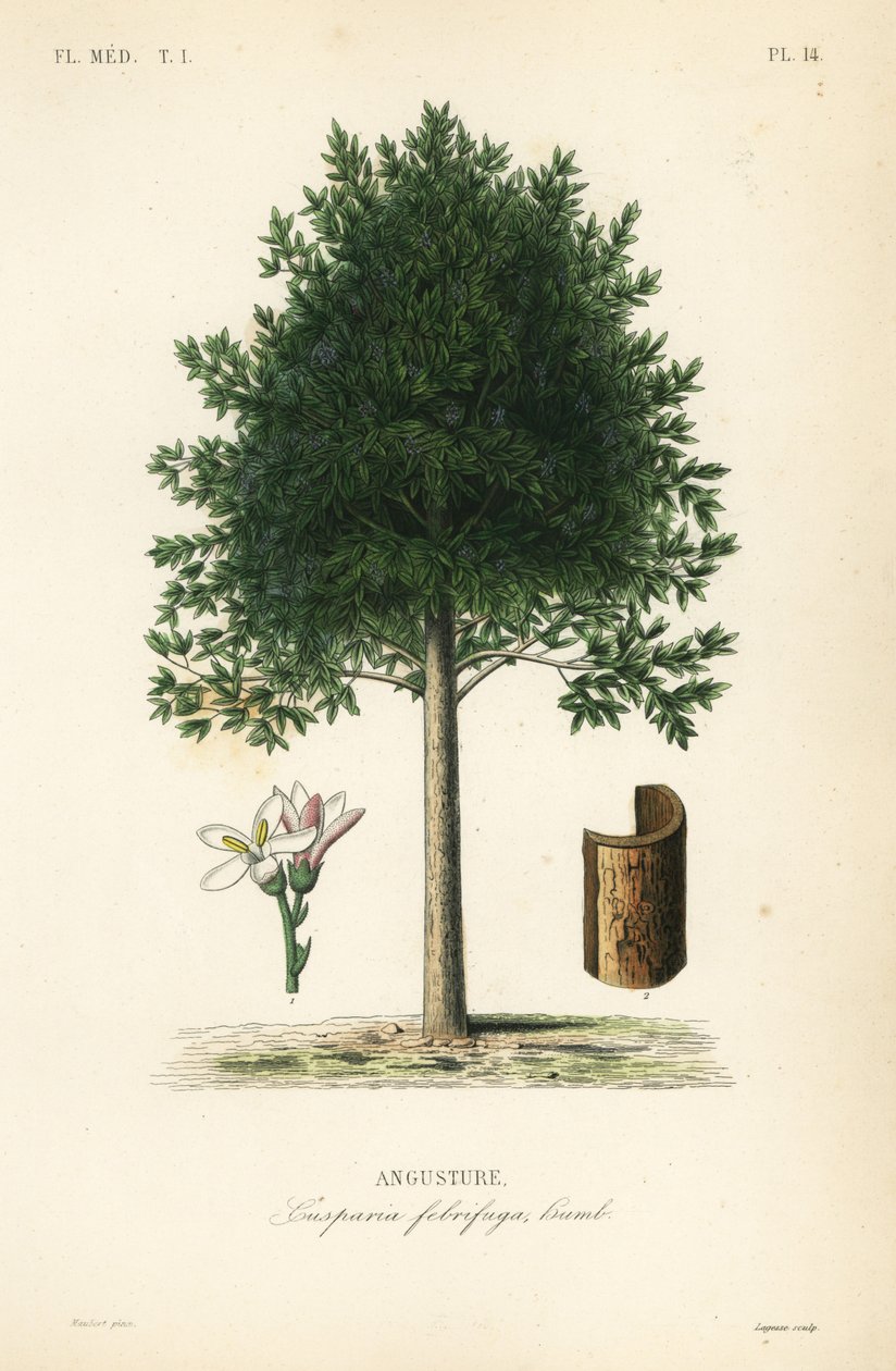 Angostura trifoliata, Cusparia febrifuga, Angusture autorstwa Unbekannt