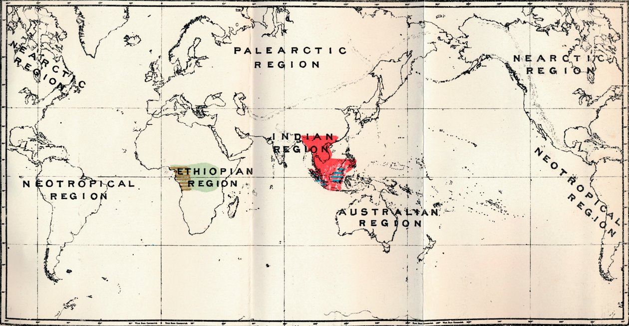 Anthropoidea - Hylobates Red, Simia Blue, Gorilla Brown, Anthropopithecus Green, 1897 autorstwa Unbekannt