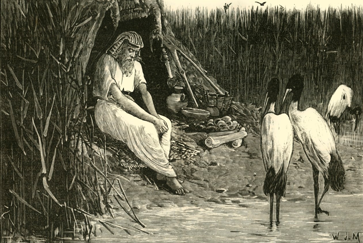 Anysis ukryta na bagnach delty, 1890 r. autorstwa Unbekannt