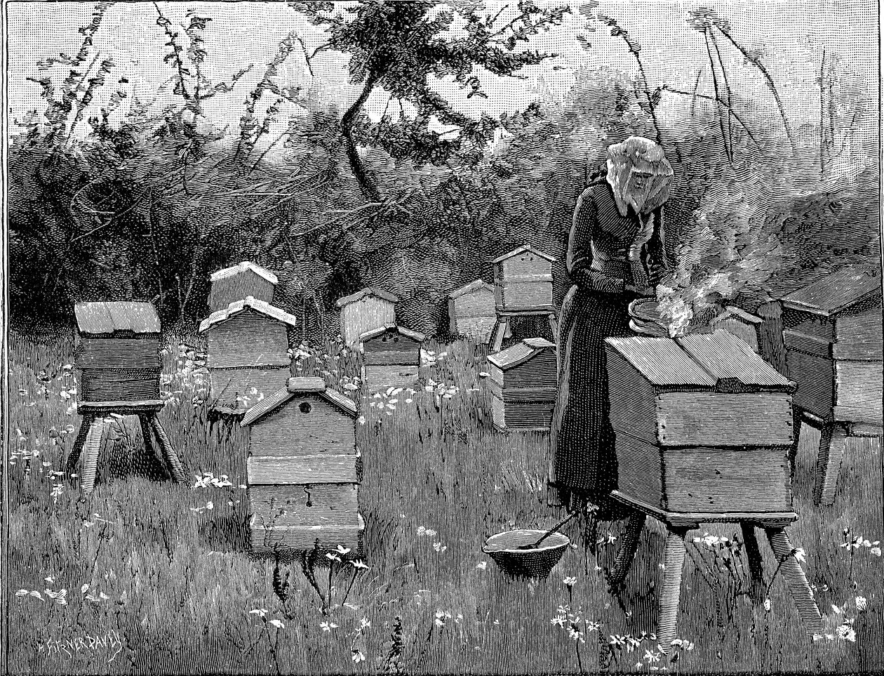Pasieka drewnianych uli, Lismore, Irlandia, 1890 autorstwa Unbekannt