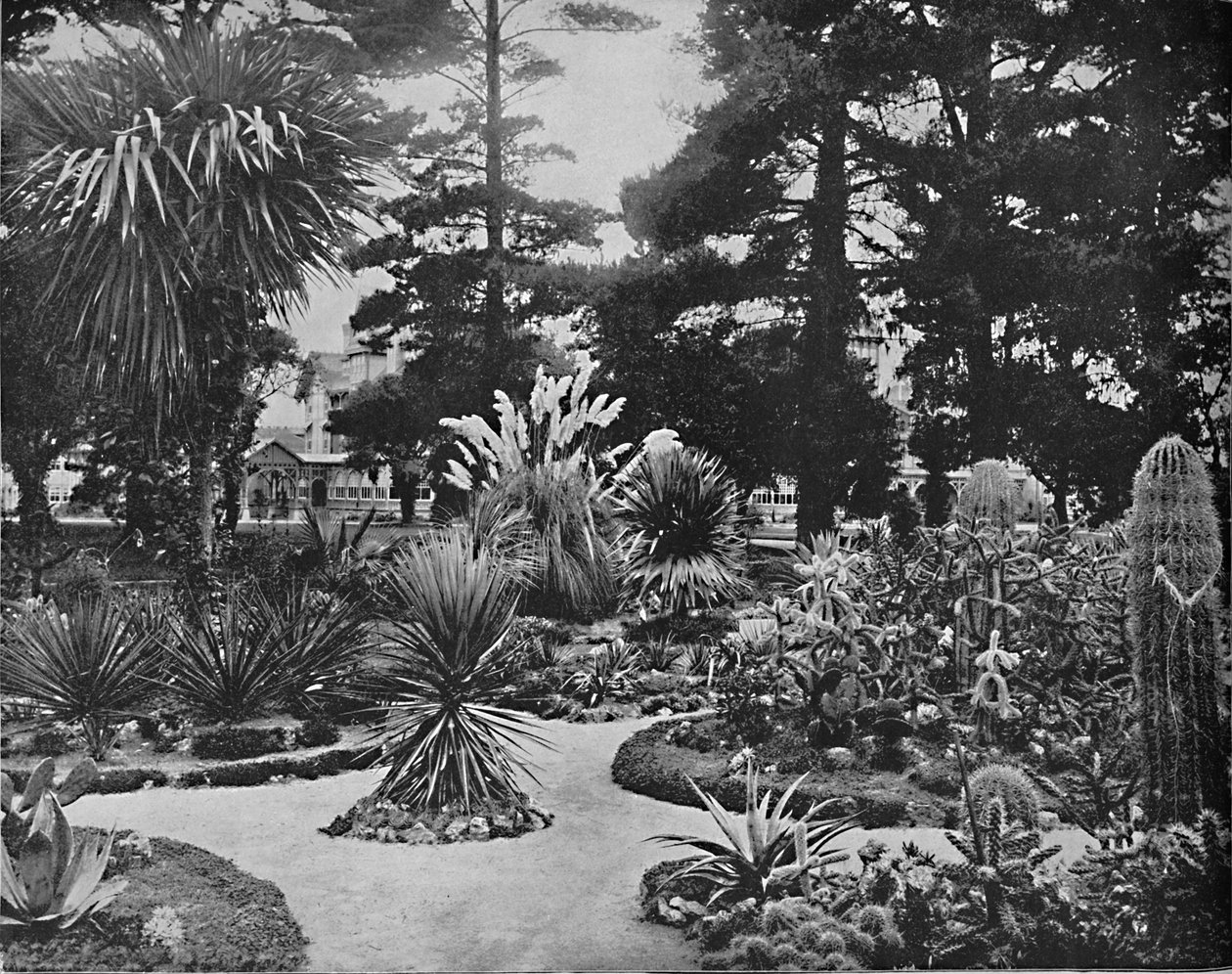 Ogród Arizony. Monterey, Kalifornia, ok. 1897 r. autorstwa Unbekannt