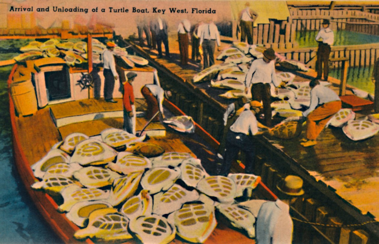 Przybycie i rozładunek Żółwicy, Key West, Floryda, c1940 autorstwa Unbekannt