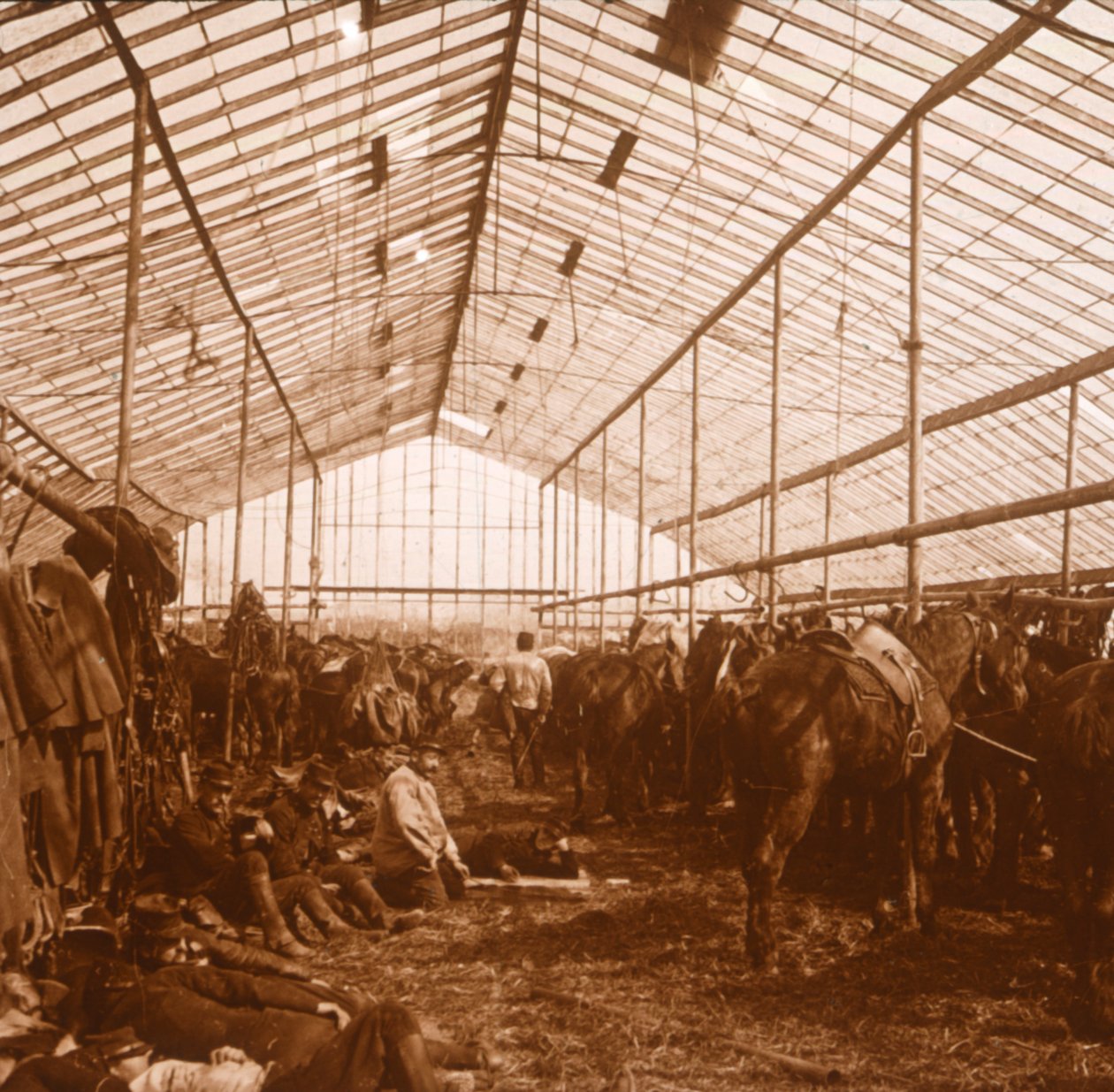 Konie artyleryjskie, c1914-c1918 autorstwa Unbekannt