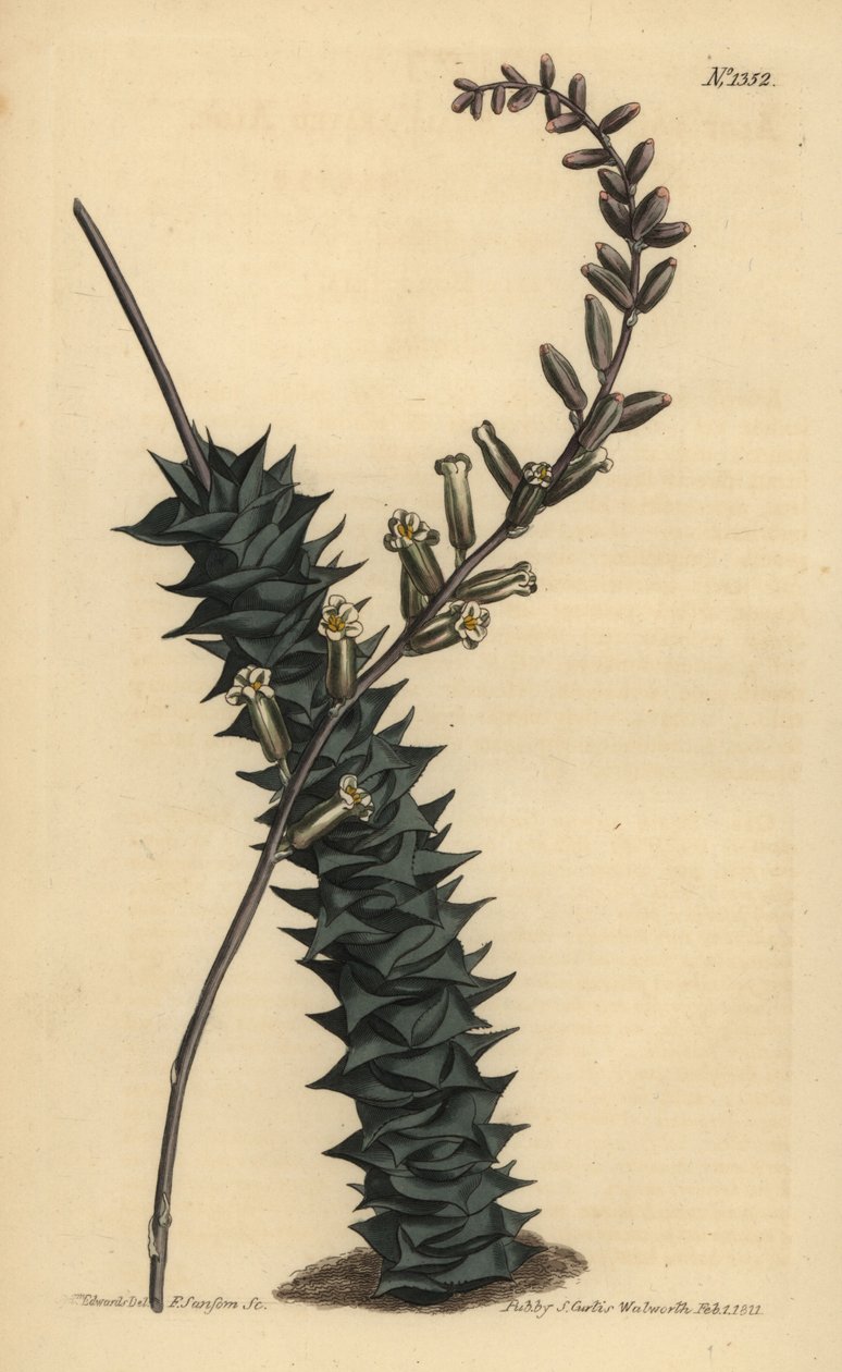 Astroloba foliolosa (Aloes drobnolistny, Aloe foliolosa) autorstwa Unbekannt