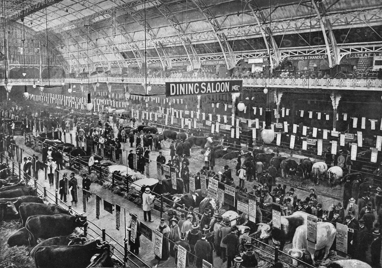 Na wystawie bydła Smithfield Club, Agricultural Hall, Islington, Londyn, 1902 1903 autorstwa Unbekannt
