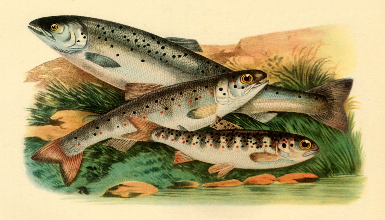 Łosoś atlantycki - Grilse, Smolt i Parr, 1887, 1946. autorstwa Unbekannt